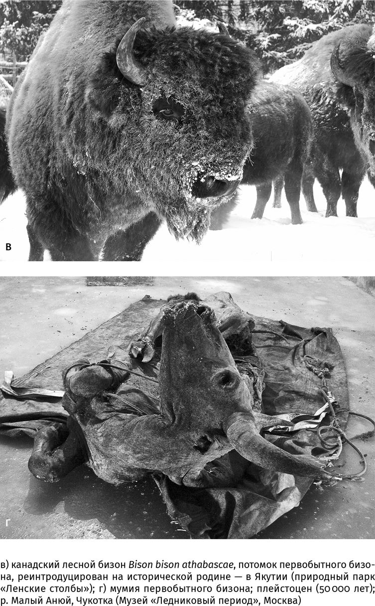 Иллюстрация к книге — Сотворение Земли. Как живые организмы создали наш мир [i_141.jpg]