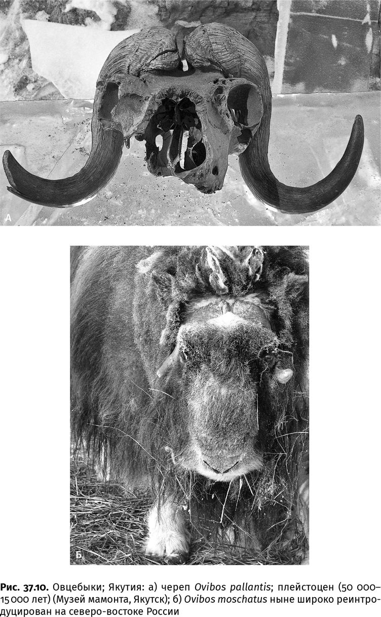 Иллюстрация к книге — Сотворение Земли. Как живые организмы создали наш мир [i_142.jpg]