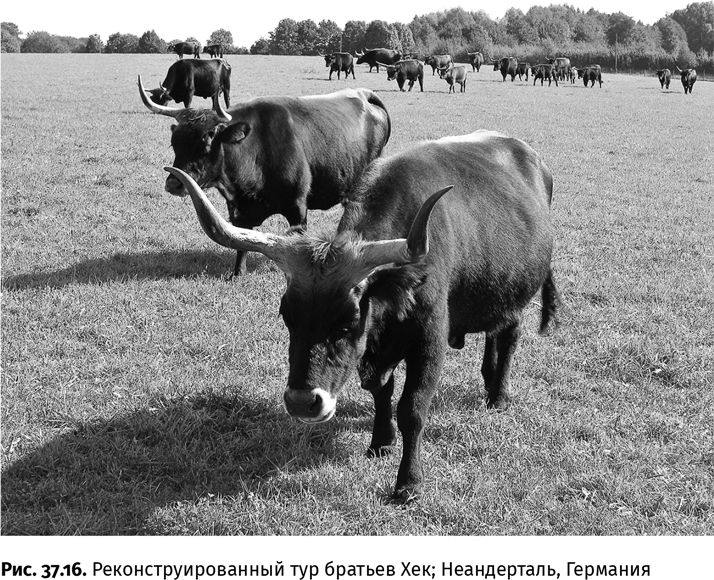 Иллюстрация к книге — Сотворение Земли. Как живые организмы создали наш мир [i_148.jpg]