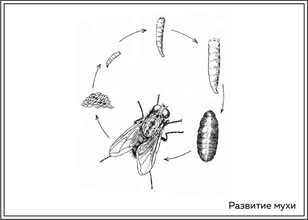 Иллюстрация к книге — Когда насекомые ползают по трупам. Как энтомолог помогает раскрывать преступления [i_008.jpg]