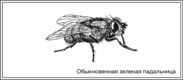 Иллюстрация к книге — Когда насекомые ползают по трупам. Как энтомолог помогает раскрывать преступления [i_013.jpg]