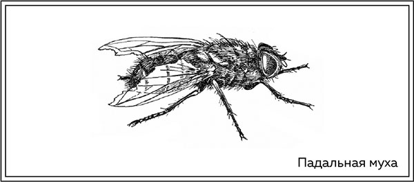 Иллюстрация к книге — Когда насекомые ползают по трупам. Как энтомолог помогает раскрывать преступления [i_017.jpg]