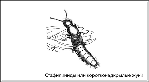 Иллюстрация к книге — Когда насекомые ползают по трупам. Как энтомолог помогает раскрывать преступления [i_020.jpg]