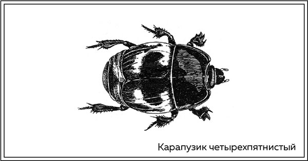 Иллюстрация к книге — Когда насекомые ползают по трупам. Как энтомолог помогает раскрывать преступления [i_021.jpg]