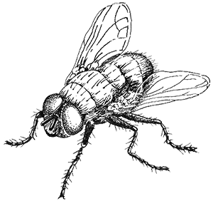 Иллюстрация к книге — Когда насекомые ползают по трупам. Как энтомолог помогает раскрывать преступления [i_024.jpg]