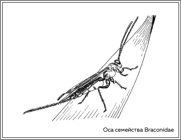 Иллюстрация к книге — Когда насекомые ползают по трупам. Как энтомолог помогает раскрывать преступления [i_034.jpg]