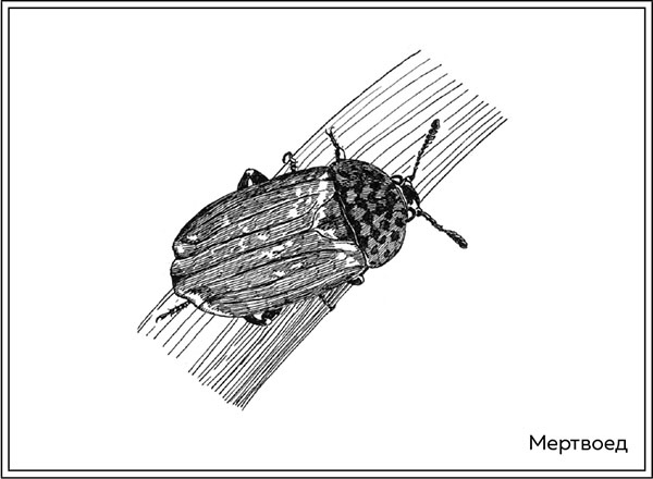 Иллюстрация к книге — Когда насекомые ползают по трупам. Как энтомолог помогает раскрывать преступления [i_038.jpg]
