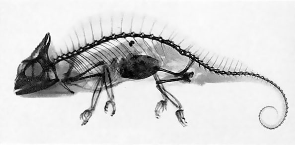 Иллюстрация к книге — Солнечное вещество и другие повести, а также Жизнь и судьба Матвея Бронштейна и Лидии Чуковской (сборник) [i_043.jpg]