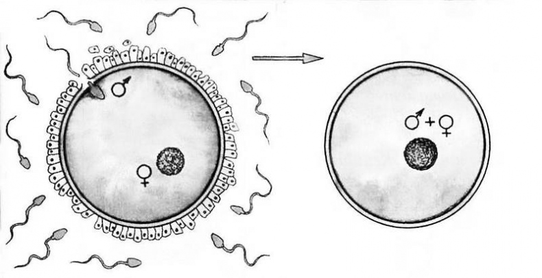 Иллюстрация к книге — Эпигенетика. Управляй своими генами [i_001.jpg]