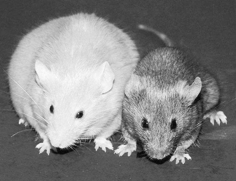 Иллюстрация к книге — Эпигенетика. Управляй своими генами [i_005.jpg]