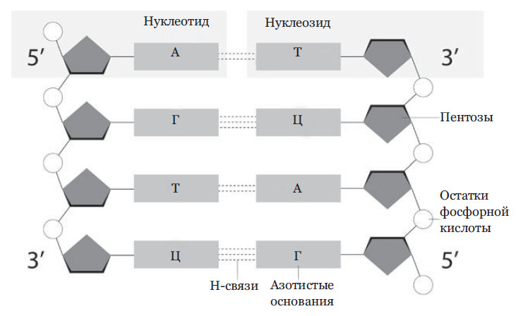 Иллюстрация к книге — Эпигенетика. Управляй своими генами [i_009.jpg]