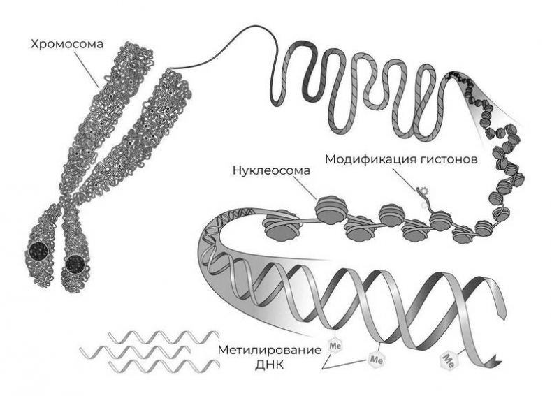 Иллюстрация к книге — Эпигенетика. Управляй своими генами [i_015.jpg]
