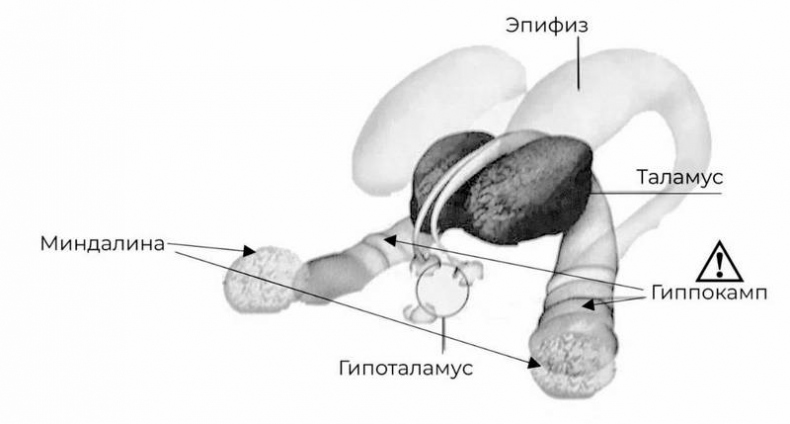 Иллюстрация к книге — Эпигенетика. Управляй своими генами [i_026.jpg]