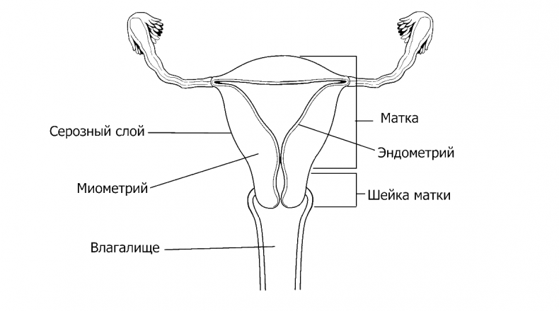 Иллюстрация к книге — Добрая книга для будущей мамы. Позитивное руководство для тех, кто хочет ребенка [i_003.jpg]