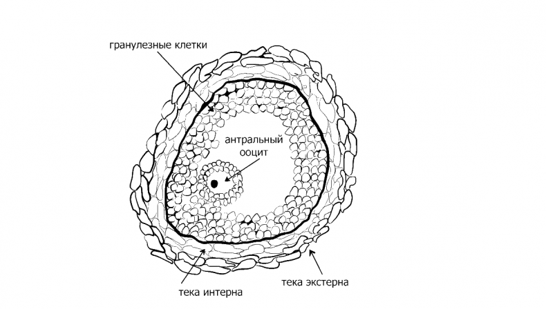 Иллюстрация к книге — Добрая книга для будущей мамы. Позитивное руководство для тех, кто хочет ребенка [i_005.jpg]
