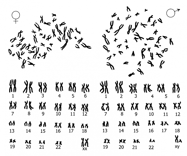 Иллюстрация к книге — Добрая книга для будущей мамы. Позитивное руководство для тех, кто хочет ребенка [i_008.jpg]