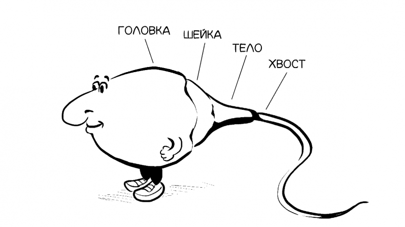 Иллюстрация к книге — Добрая книга для будущей мамы. Позитивное руководство для тех, кто хочет ребенка [i_011.jpg]