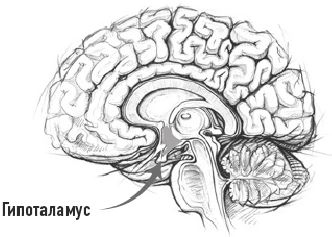 Иллюстрация к книге — Тело знает лучше. Методика интуитивного питания для комфортного веса [i_010.jpg]