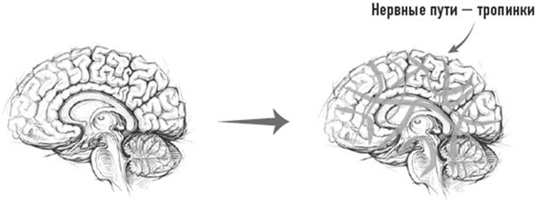 Иллюстрация к книге — Тело знает лучше. Методика интуитивного питания для комфортного веса [i_057.jpg]