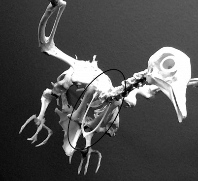 Иллюстрация к книге — Кости: внутри и снаружи [i_009.jpg]