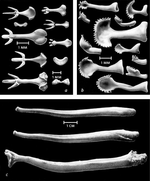 Иллюстрация к книге — Кости: внутри и снаружи [i_012.jpg]
