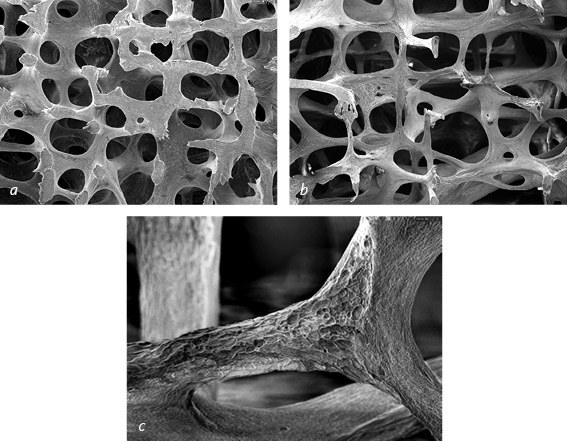 Иллюстрация к книге — Кости: внутри и снаружи [i_025.jpg]