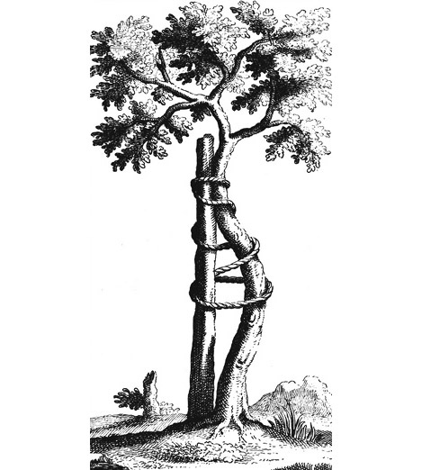 Иллюстрация к книге — Кости: внутри и снаружи [i_027.jpg]