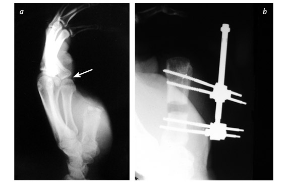 Иллюстрация к книге — Кости: внутри и снаружи [i_033.jpg]