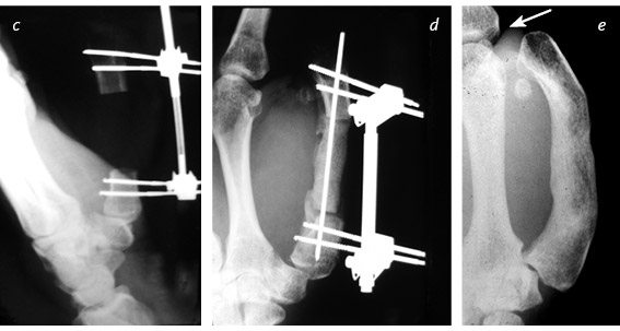Иллюстрация к книге — Кости: внутри и снаружи [i_034.jpg]