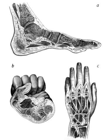 Иллюстрация к книге — Кости: внутри и снаружи [i_040.jpg]