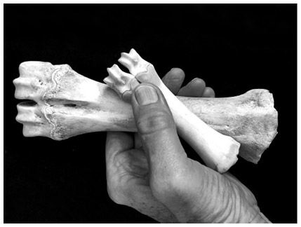 Иллюстрация к книге — Кости: внутри и снаружи [i_065.jpg]