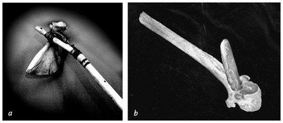 Иллюстрация к книге — Кости: внутри и снаружи [i_068.jpg]