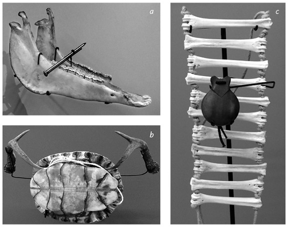 Иллюстрация к книге — Кости: внутри и снаружи [i_080.jpg]