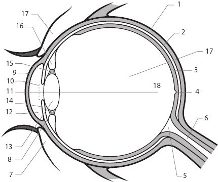 Иллюстрация к книге — История очков, или Вооруженный взгляд [i_001.jpg]