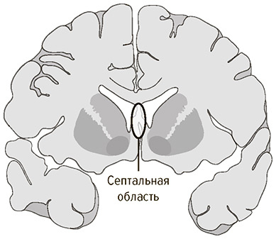 Иллюстрация к книге — Социальный вид [img_18.jpg]