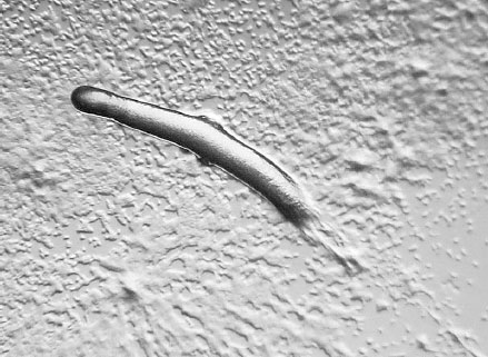 Иллюстрация к книге — Homo Viridae: человек как вирус [i_012.jpg]