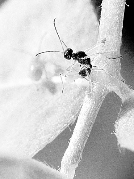 Иллюстрация к книге — Homo Viridae: человек как вирус [i_014.jpg]