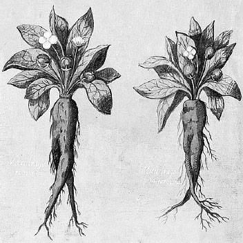 Иллюстрация к книге — Homo Viridae: человек как вирус [i_037.jpg]