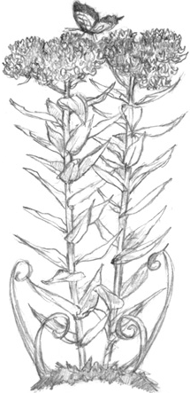 Иллюстрация к книге — Волшебство в вашем саду. Магические свойства растений и способы работы с ними [_17.jpg]