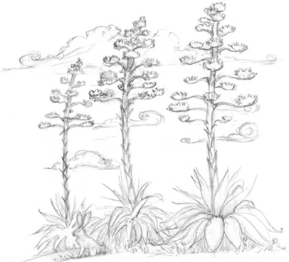 Иллюстрация к книге — Волшебство в вашем саду. Магические свойства растений и способы работы с ними [_2.jpg]