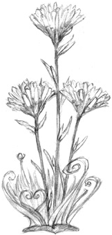 Иллюстрация к книге — Волшебство в вашем саду. Магические свойства растений и способы работы с ними [_20.jpg]