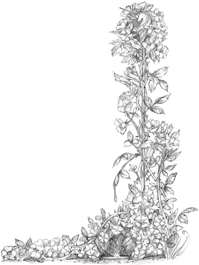 Иллюстрация к книге — Волшебство в вашем саду. Магические свойства растений и способы работы с ними [_22.jpg]