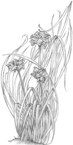 Иллюстрация к книге — Волшебство в вашем саду. Магические свойства растений и способы работы с ними [_24.jpg]