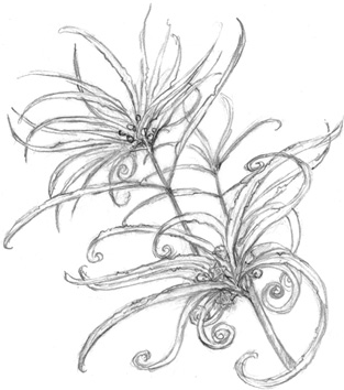 Иллюстрация к книге — Волшебство в вашем саду. Магические свойства растений и способы работы с ними [_28.jpg]