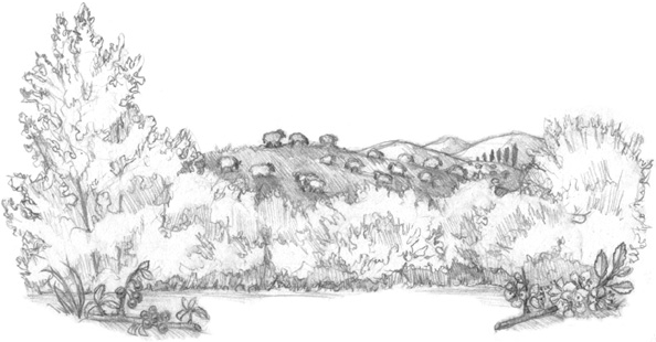 Иллюстрация к книге — Волшебство в вашем саду. Магические свойства растений и способы работы с ними [_30.jpg]