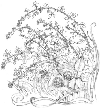 Иллюстрация к книге — Волшебство в вашем саду. Магические свойства растений и способы работы с ними [_31.jpg]