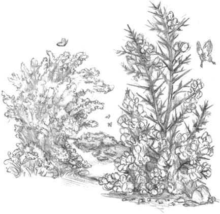 Иллюстрация к книге — Волшебство в вашем саду. Магические свойства растений и способы работы с ними [_33.jpg]