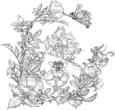 Иллюстрация к книге — Волшебство в вашем саду. Магические свойства растений и способы работы с ними [_34.jpg]