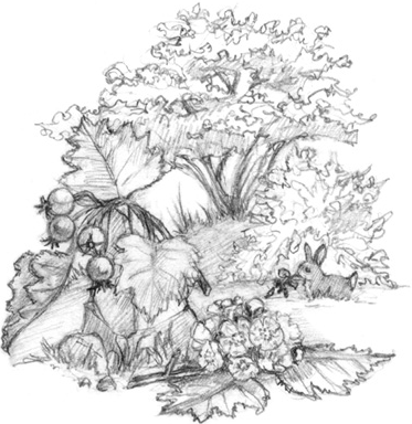 Иллюстрация к книге — Волшебство в вашем саду. Магические свойства растений и способы работы с ними [_35.jpg]