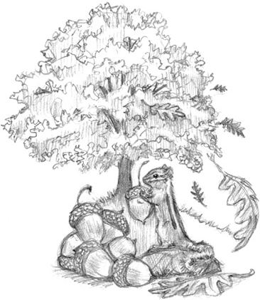 Иллюстрация к книге — Волшебство в вашем саду. Магические свойства растений и способы работы с ними [_43.jpg]